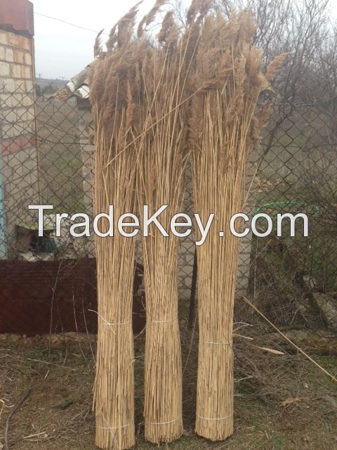 water reed for roofing