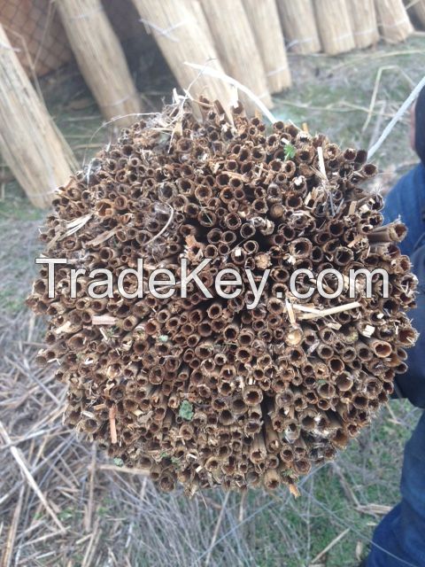 water reed for roofing