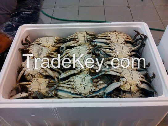 Frozen Blue Crabs (callinectes sapidus)