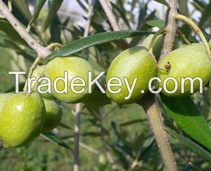 Olive Leaf extract water soluble oleuropein