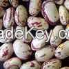 Red Speckled Sugar Beans/Purple Speckled Kidney Beans/White Kidney Beans/Jugo Beans