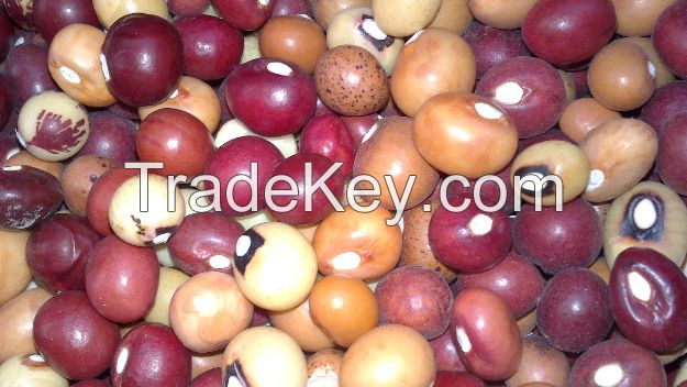 Red Speckled Sugar Beans/Purple Speckled Kidney Beans/White Kidney Beans/Jugo Beans