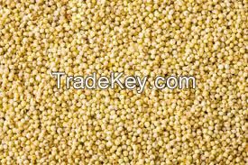 Millet Seeds