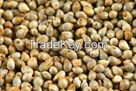 Millet Seeds