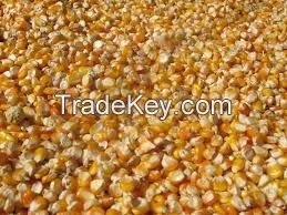 Yellow Corn