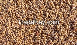 Sorghum