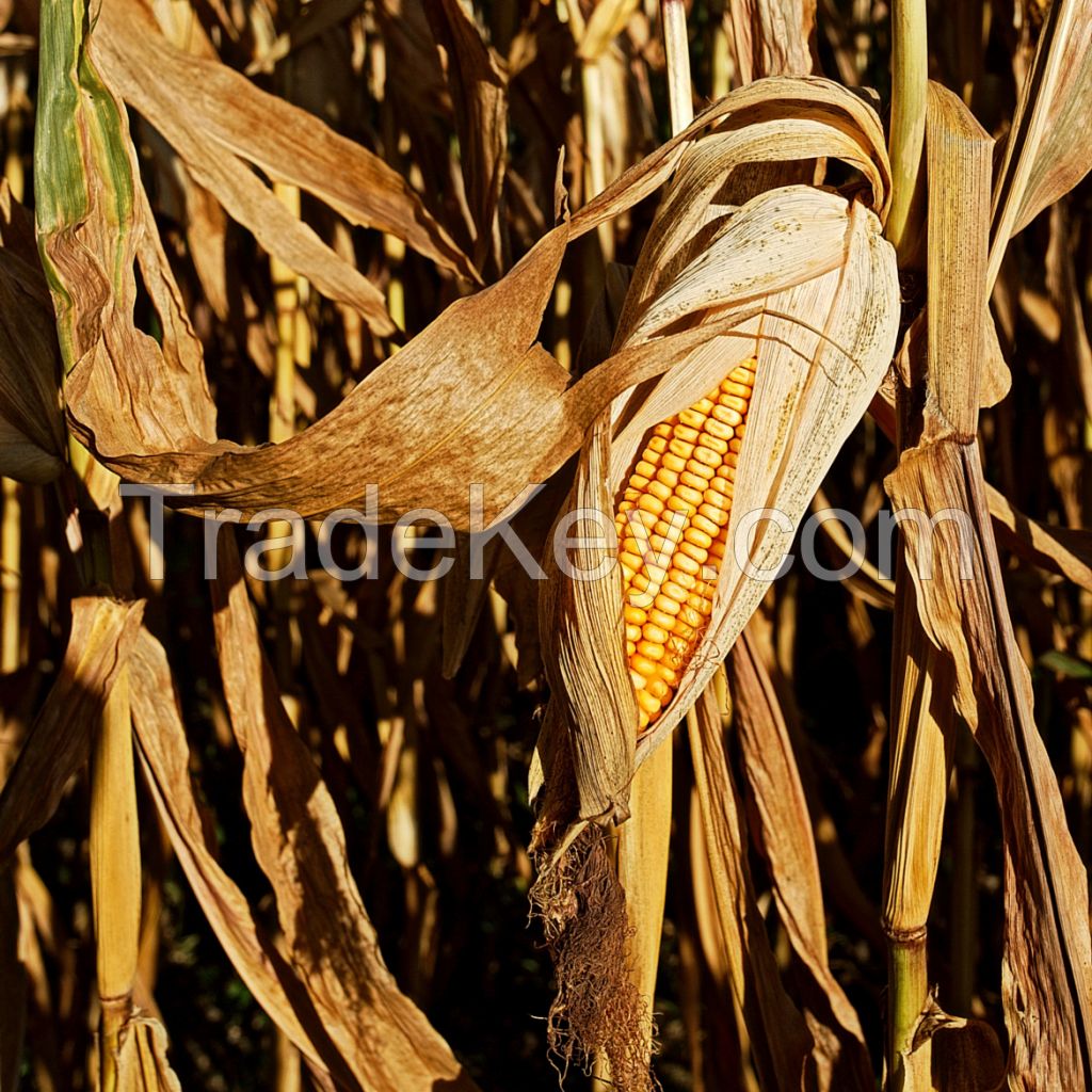 Corn