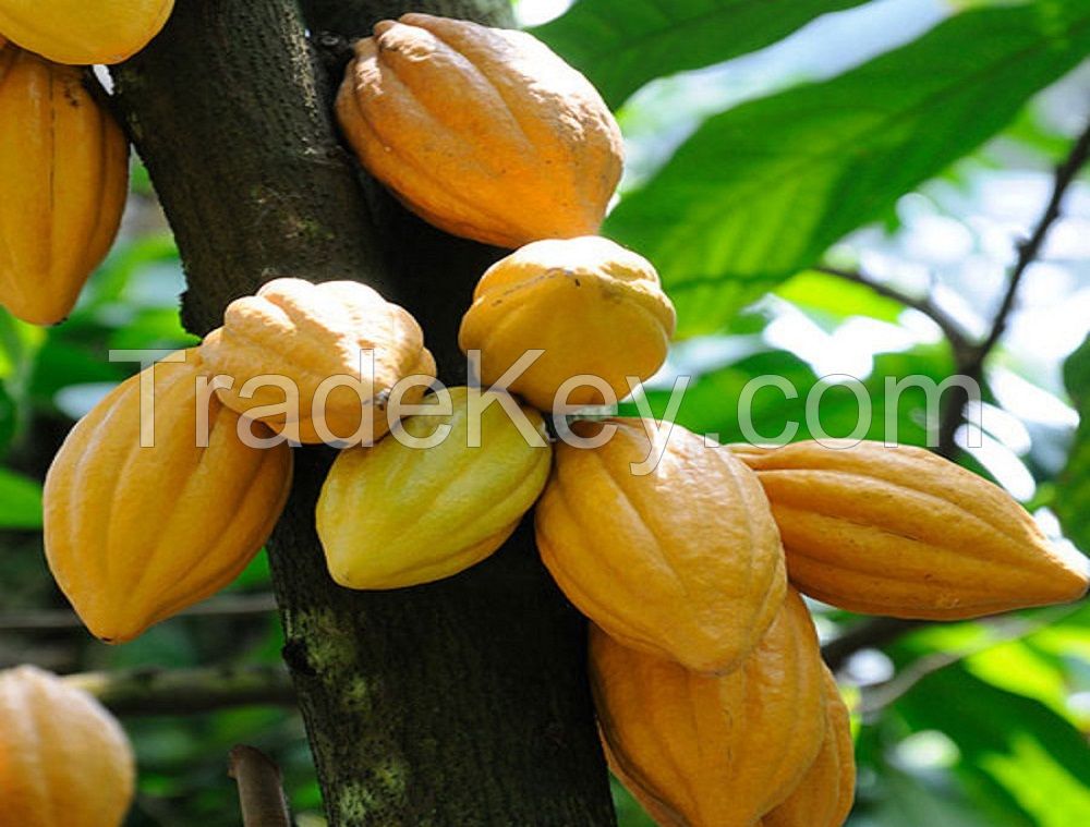 COCOA BEANS