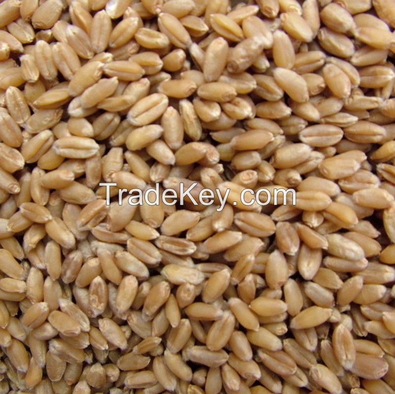 Barley seeds