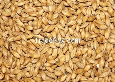 Barley Seeds