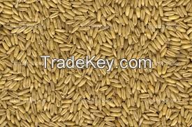 Groat oats