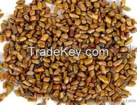 Wild Jujube Seed Extract