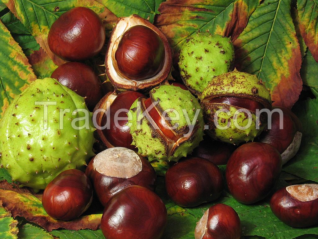 Organic certified Natural cosmetic ingredients Horse chestnut extract Aescin