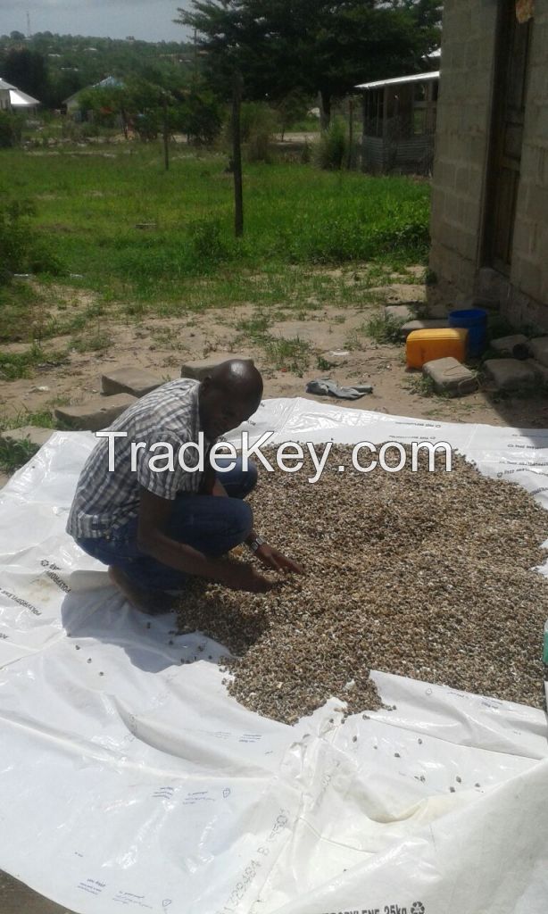 Moringa Seeds