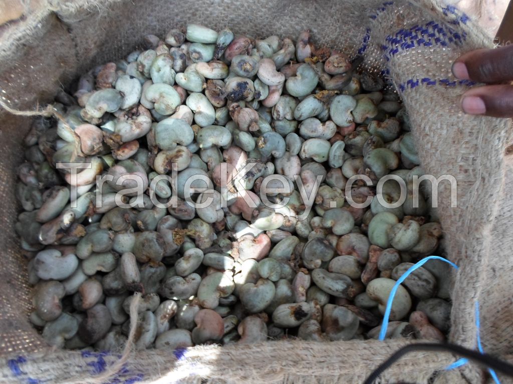 Raw cashew nuts for sale in Large quality