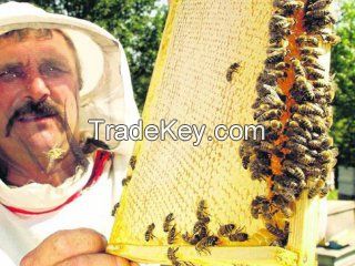 Organic Ukrainian Honey