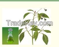 Camphor Oil