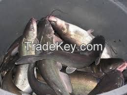 Dried Catfish for sale