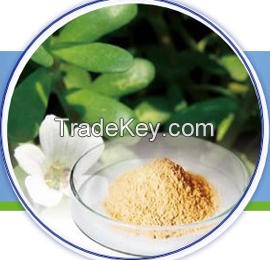 Bacopa Monnieri Extract