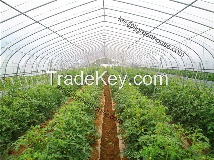 Tomato tunnel greenhosue