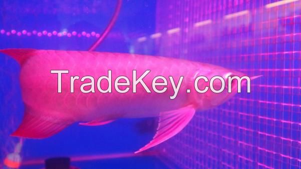 Arowana Fish