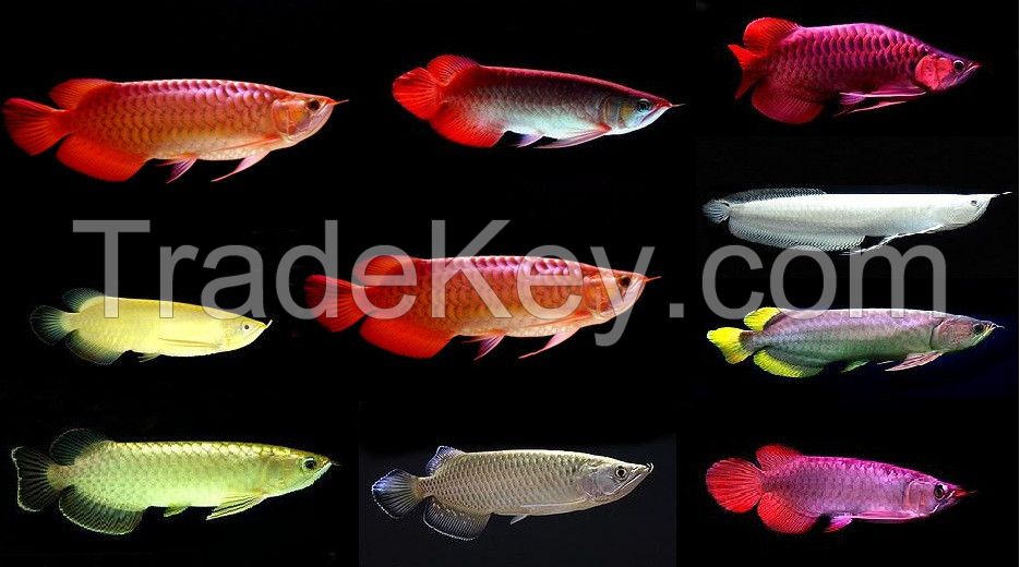 Natural Quality Arowanna Fish whole sale price High Priority Shipping available Worldwide