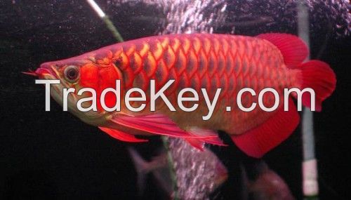 Natural Quality Arowanna Fish whole sale price High Priority Shipping available Worldwide