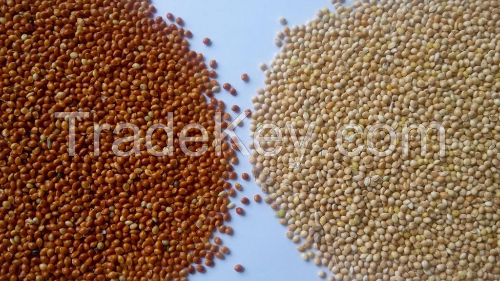 Lentils