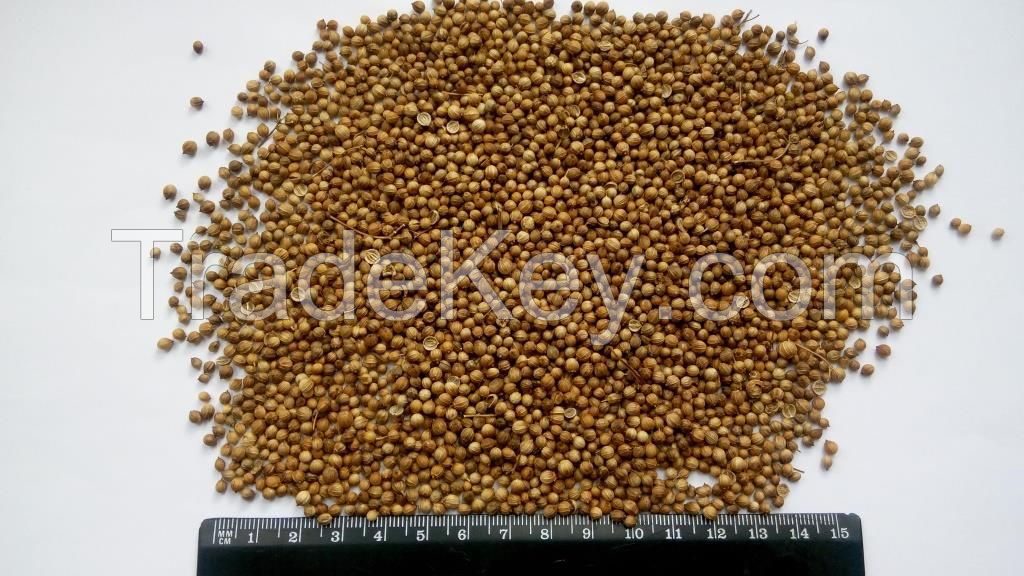 Whole coriander seeds