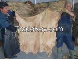 Dry Raw Blue Salted Donkey Skins/Hides 