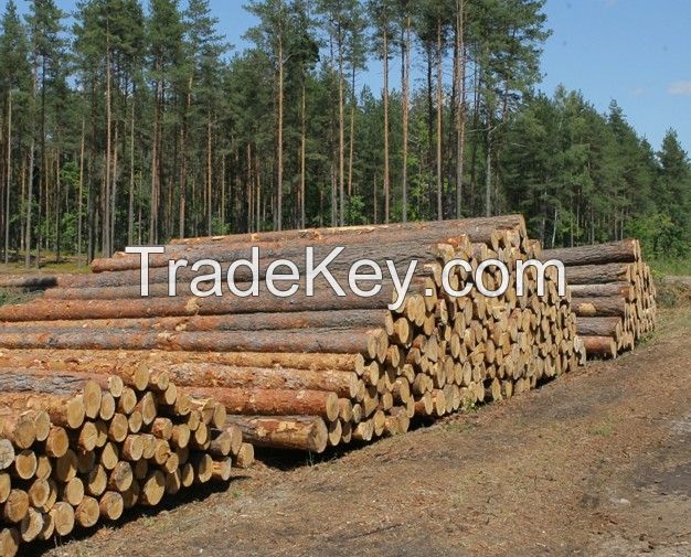 Freshcut wood logs