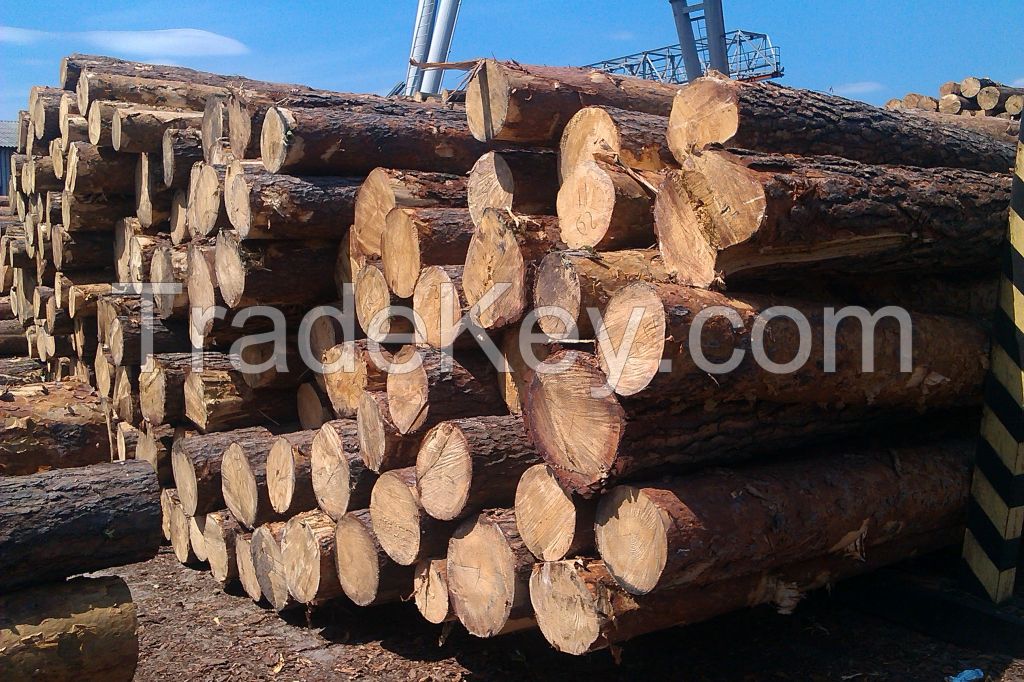 Freshcut wood logs