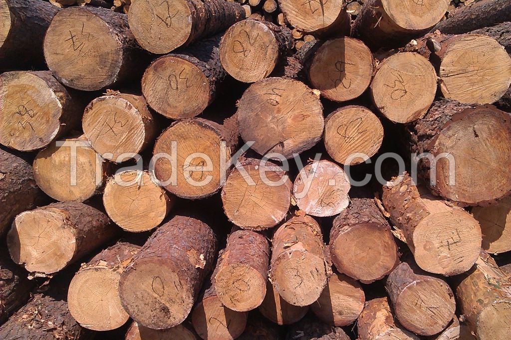 Freshcut wood logs