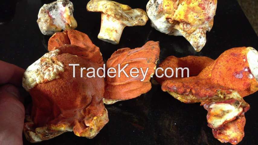 Mushroom,Lobster mushroom
