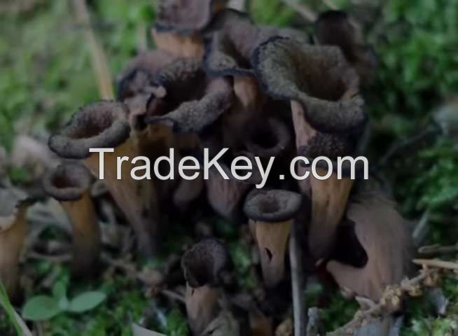 Mushroom,black mushroom