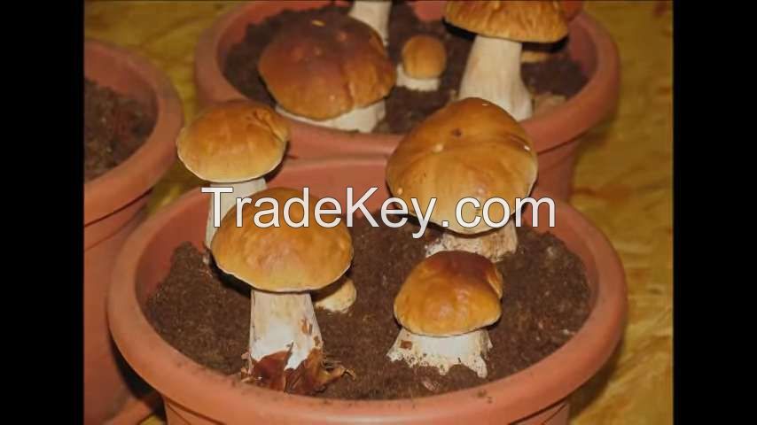 Mushroom,Porcini mushroom