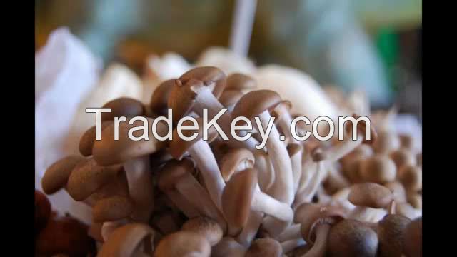 Mushroom,Portabellas mushroom