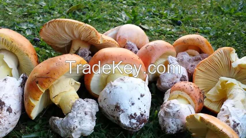 Mushroom,Amanita mushroom