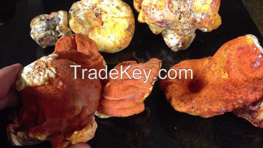 Mushroom,Lobster mushroom