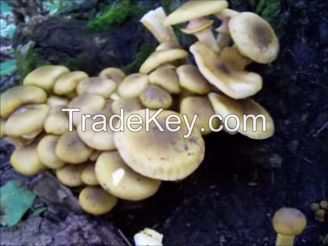 Mushroom,Honey mushroom