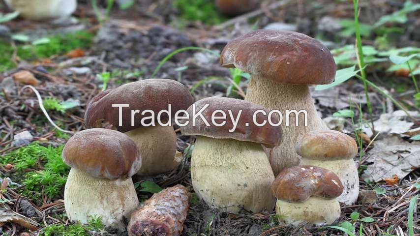 Mushroom,Porcini mushroom