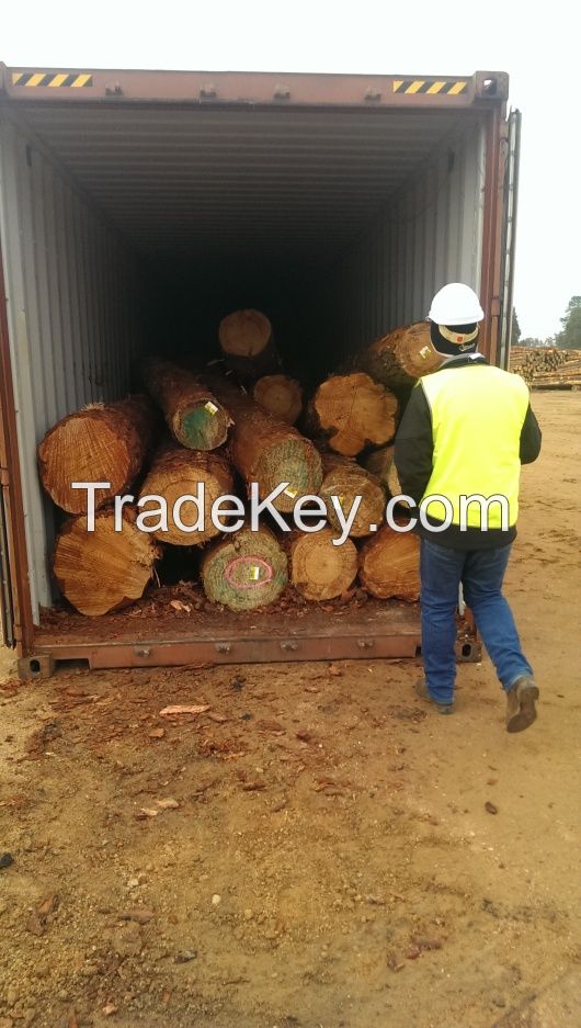 New Zealand Pine Wood