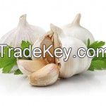 Fresh Garlic