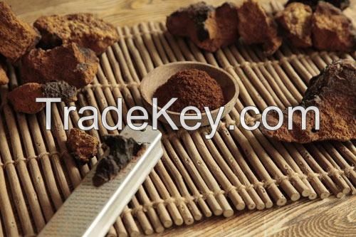 Canadian Chaga in pieces or finely ground