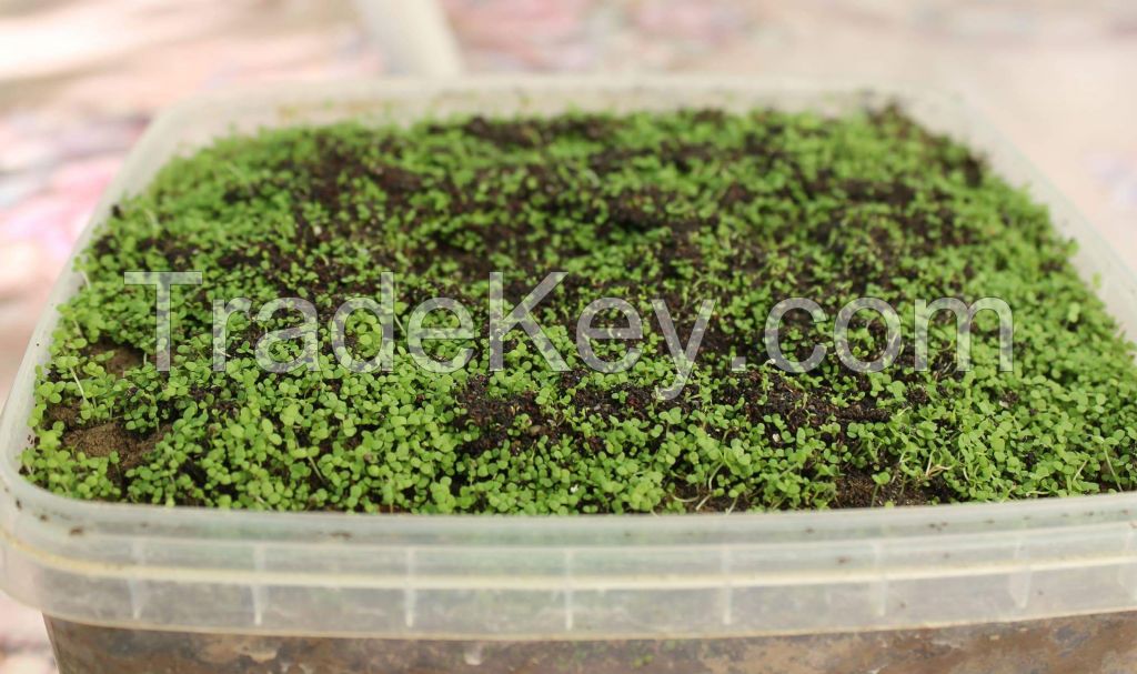Helichrysum italicum (Immortelle) organic seeds