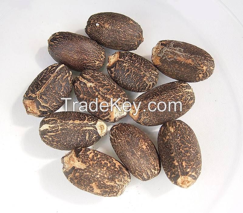 Jatropha Seed