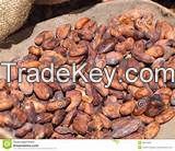 Dried cocoa beans for sale