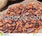 Dried Raw Cocoa Beans for Sale