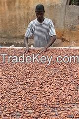 Dried cocoa beans for sale