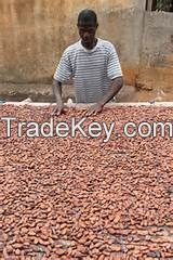 Raw cocoa beans - grown, fermented, and dried 